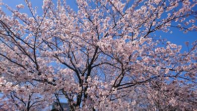 お花見