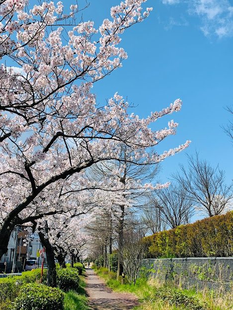 桜満開